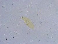 Dactylobiotus dispar image