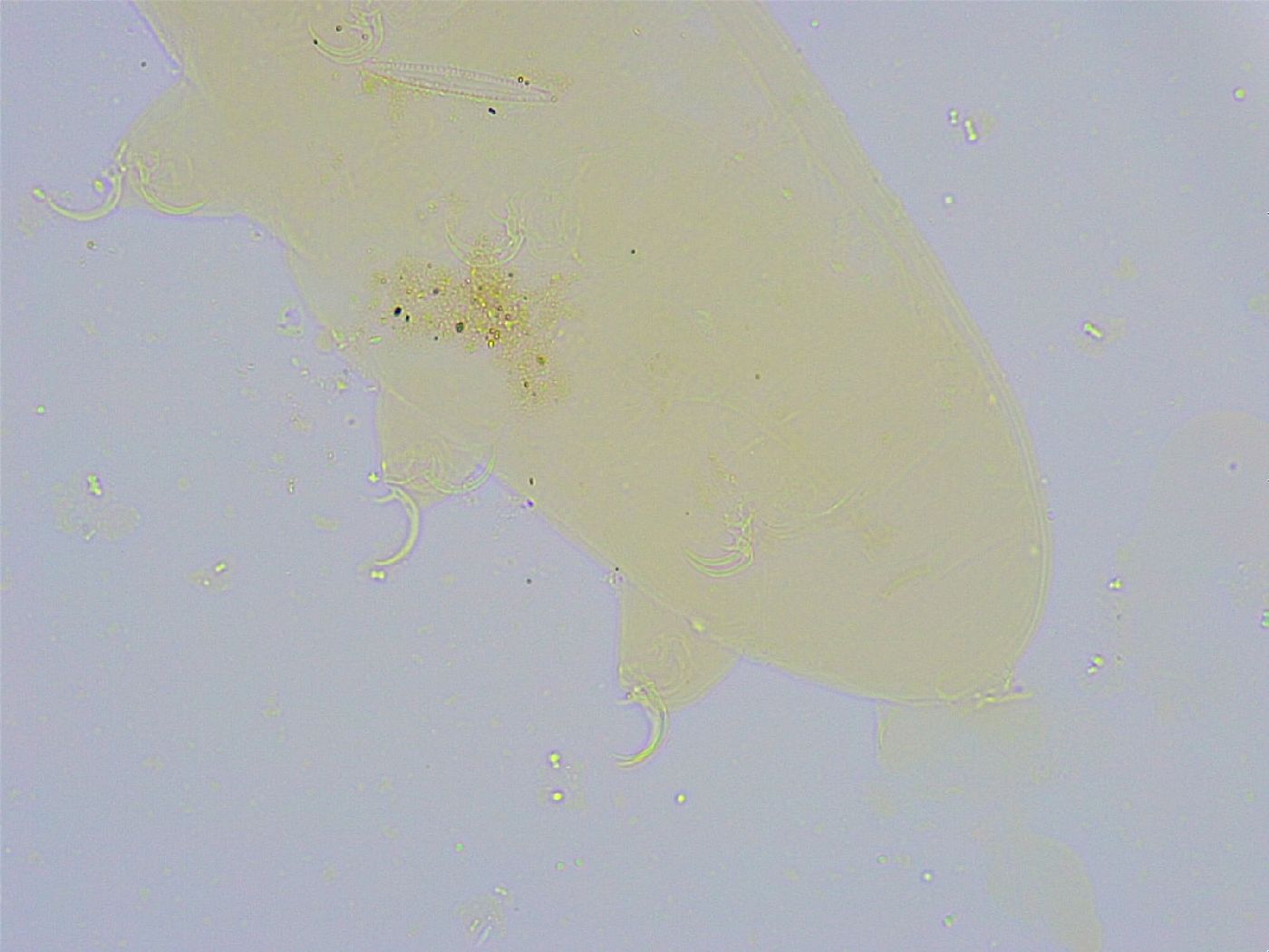 Dactylobiotus dispar image