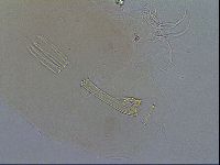 Adorybiotus granulatus image
