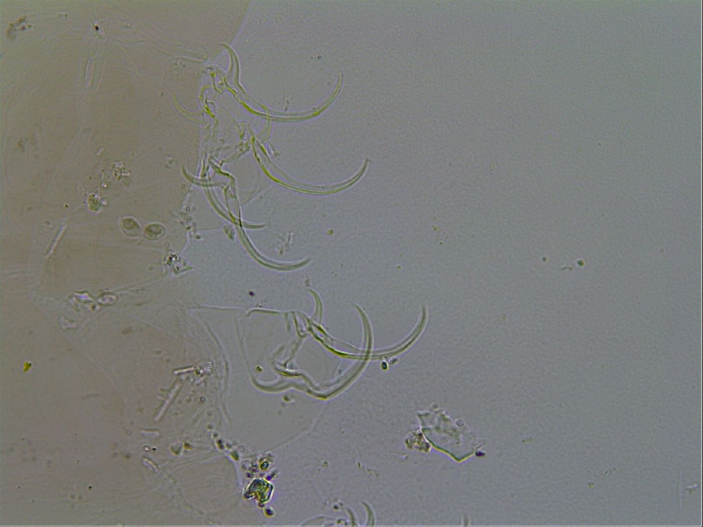 Adorybiotus image