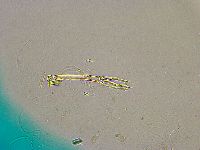 Adorybiotus granulatus image