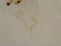 Adorybiotus granulatus image
