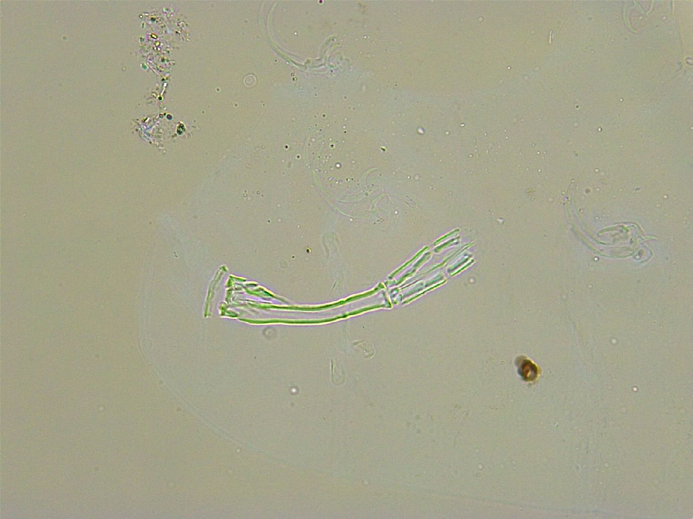 Adorybiotus granulatus image