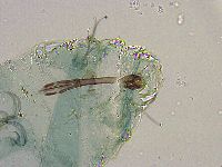 Adorybiotus granulatus image