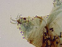 Adorybiotus granulatus image