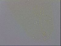 Mesobiotus coronatus image