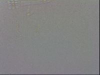 Mesobiotus coronatus image