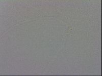 Mesobiotus coronatus image