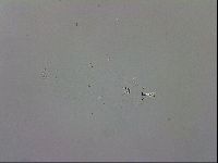 Mesobiotus coronatus image