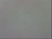 Mesobiotus coronatus image