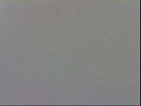 Mesobiotus coronatus image