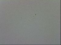 Mesobiotus coronatus image