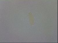 Mesobiotus coronatus image