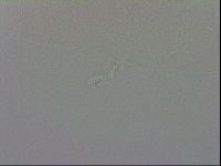 Mesobiotus coronatus image