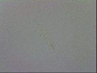 Mesobiotus coronatus image
