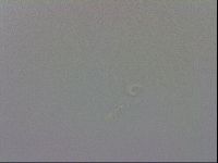 Mesobiotus coronatus image
