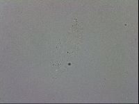 Mesobiotus coronatus image