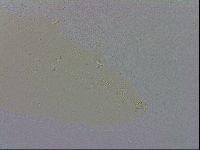 Mesobiotus coronatus image