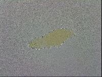Mesobiotus coronatus image