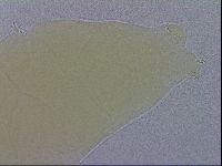 Mesobiotus coronatus image