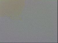 Mesobiotus coronatus image