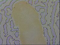 Mesobiotus coronatus image