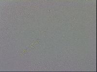 Mesobiotus coronatus image