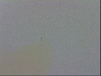 Mesobiotus coronatus image