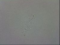 Mesobiotus coronatus image