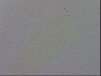 Mesobiotus coronatus image