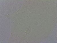 Mesobiotus coronatus image