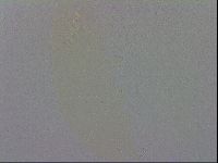 Mesobiotus coronatus image