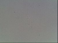 Mesobiotus coronatus image