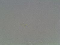 Mesobiotus coronatus image