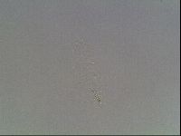 Mesobiotus coronatus image