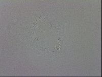 Mesobiotus coronatus image