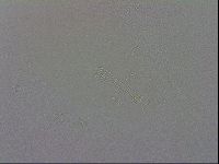 Mesobiotus coronatus image