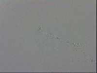 Mesobiotus coronatus image