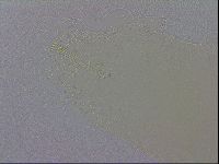Mesobiotus coronatus image
