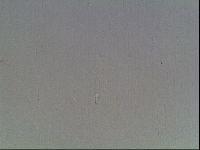 Mesobiotus coronatus image