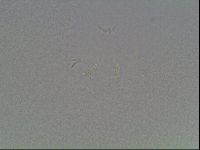 Mesobiotus coronatus image