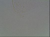Mesobiotus coronatus image