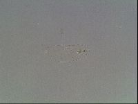 Mesobiotus coronatus image