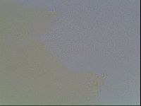 Mesobiotus coronatus image