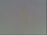 Mesobiotus coronatus image