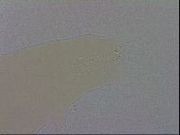 Mesobiotus coronatus image
