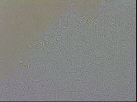 Mesobiotus coronatus image