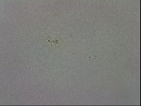 Mesobiotus coronatus image