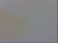 Mesobiotus coronatus image