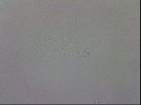 Mesobiotus coronatus image